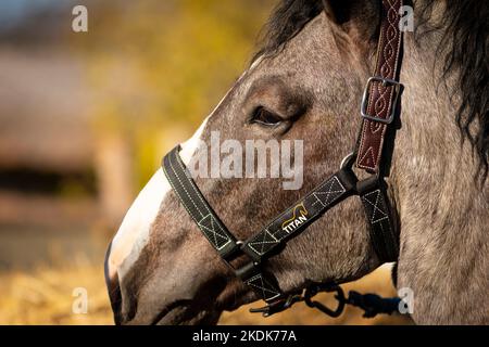 Draft Horse / Draft Horse Stalion Portrait. Fira del Cavall de Puigcerdà (Pferdemesse von Puigcerdà). Puigcerdà, La Cerdanya, Pyrenäen, Katalonien. Stockfoto