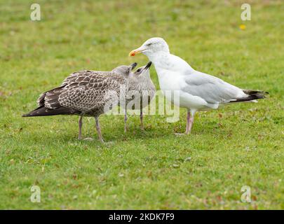 Eine Heringmöwe und zwei Küken, Morecambe, Lancashire, Großbritannien. Stockfoto