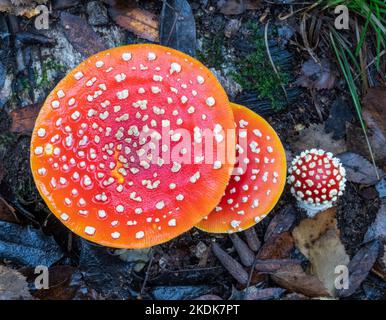 Eine farbenfrohe Gruppe von Fliegenpilzen, die auf dem Waldboden unter heruntergefallenen Blättern wächst Stockfoto