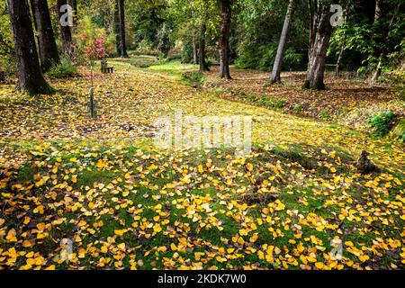 Im Herbst fallen die Blätter, wodurch ein schöner Teppich aus Gelb- und Brauntönen entsteht Stockfoto