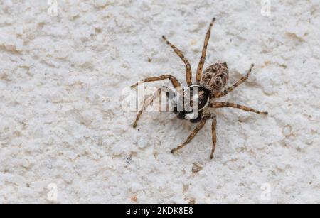 Menemerus semilimbatus, mediterrane Spinne Stockfoto