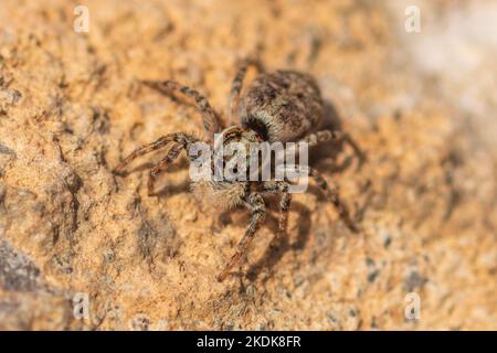 Menemerus semilimbatus, mediterrane Spinne Stockfoto