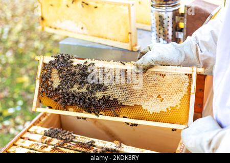 Nahaufnahme der Wabe durch den Bienenstock, Bienenzucht Konzept Stockfoto