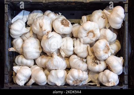 Stapel von weißem Knoblauch in Plastikbox im Laden. Frischer Knoblauch auf dem Markttisch aus der Nähe. Würzige Zutat zum Kochen, Haufen weißer Knoblauchköpfe, Draufsicht Stockfoto