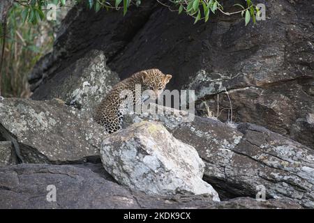 Leopard (Panthera pardus). Ein junges Junge, geschätzt 10 Wochen alt, erkundet ihr steiniges Zuhause, das viele Verstecke bietet Stockfoto