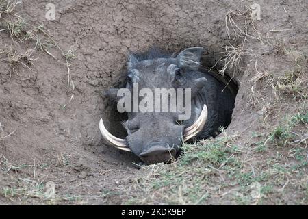 Ein männlicher Warzenschwein (Phacochoerus africanus) steht aus seinem Bau Stockfoto