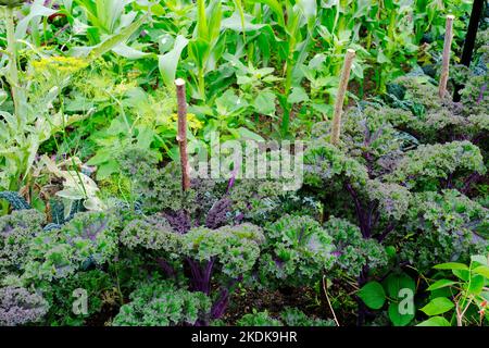 Gemüsegarten im Potager-Stil - John Gollop Stockfoto