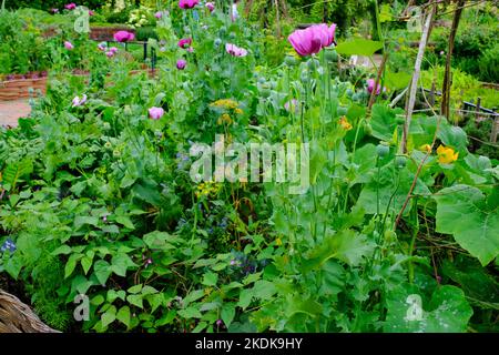 Gemüsegarten im Potager-Stil - John Gollop Stockfoto