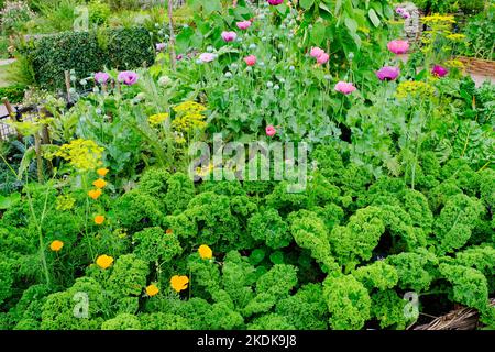 Gemüsegarten im Potager-Stil - John Gollop Stockfoto