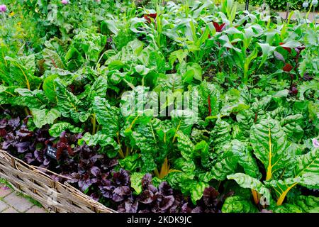 Gemüsegarten im Potager-Stil - John Gollop Stockfoto