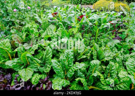 Gemüsegarten im Potager-Stil - John Gollop Stockfoto