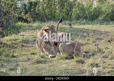 Zwei gut gewachsene männliche Löwen (Panthera leo) Jungen, die sich im Kampf üben, was es ihnen ermöglicht, Fähigkeiten zu üben, die sie in Zukunft benötigen werden Stockfoto