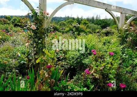 Roses Climbing a Wooden Trellis, UK - John Gollop