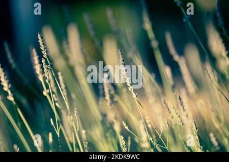 Lavendelpflanze in einem Garten in Abendsonne. Lavendel sind beliebte, aromatische, dürretolerante Gartenpflanzen Stockfoto