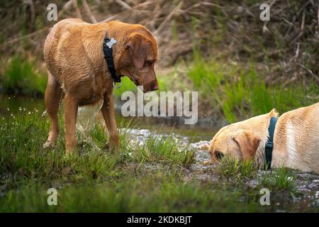 Fox Red Labrador und Yellow Labrador haben Spaß im Wasser. Der Fuchsrote Labrador schaut hinunter auf den Gelben Labrador, der im Wasser ist. Toll Stockfoto