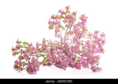 Rosa Schafgarbe Blüten isoliert auf weißem Hintergrund Stockfoto
