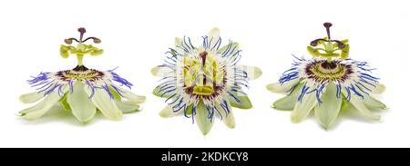 Leidenschaft Blumen auf weißem Hintergrund Stockfoto