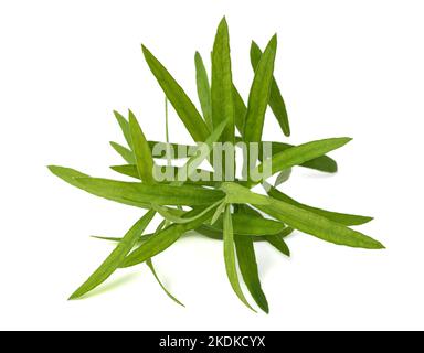 Estragon (Artemisia Dracunculus) isoliert auf weißem Hintergrund Stockfoto