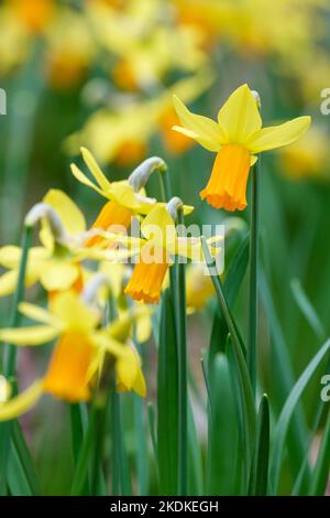 Narcissus Jetfire, Narzissus Jetfire, Narcissus Jet Fire, Narcissus cyclamineus Jet Fire, gelber Perianth, leuchtend orange Trompete Stockfoto