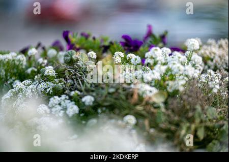 Herbstblumen in Blumenkästen am Straßenrand, Blumenhintergrund, Nahaufnahme Stockfoto