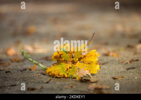 Kleiner Zweig einer Eiche auf dem Boden im Herbst Stockfoto