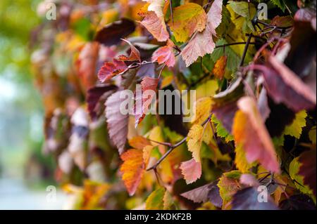 Herbst Efeu hinterlässt natürliche Textur Hintergrund. Farbenfrohe, rot-rosa, gelb-grüne Nahaufnahme der Blätter Stockfoto