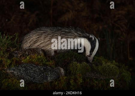 Dachs (Meles meles), auf der Suche nach Nahrung im Regen. Morvern, Schottland Stockfoto