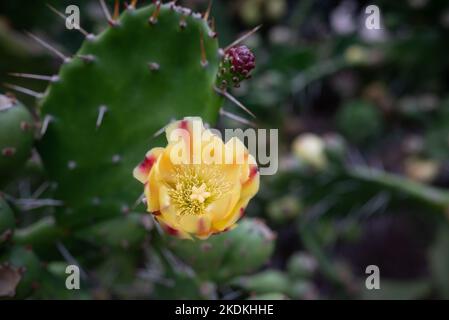 Nahaufnahme der gelben Blume des Kaktus der Kaktus der stacheligen Birne oder Opuntia ficus-indica Stockfoto