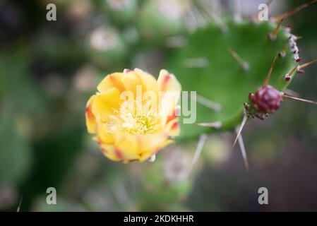 Nahaufnahme der gelben Blume des Kaktus der Kaktus der stacheligen Birne oder Opuntia ficus-indica Stockfoto