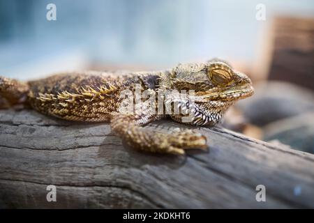 Pogona Reptiliengattung, bekannt als bärtige Drachen oder Pogona Vitticeps. Bärtiger Drache bezieht sich auf die Unterseite der Kehle oder den Bart der Eidechse, die sich drehen kann Stockfoto