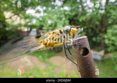 Vierfleckiger Chaser (Libellula quadrimaculata) sitzt auf einer Rute in einem Garten Stockfoto