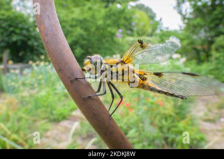 Vierfleckiger Chaser (Libellula quadrimaculata) sitzt auf einer Rute in einem Garten Stockfoto