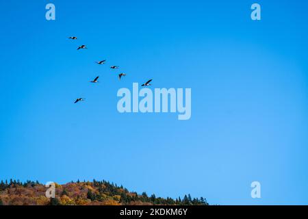 Kanadas Gans, die während der Herbstmigration in Formation fliegen. Stockfoto