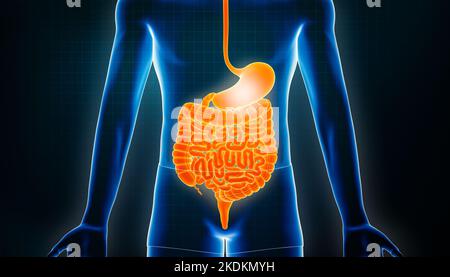 Darmintrakt 3D Rendering Illustration. Anteriore oder vordere Ansicht des menschlichen Verdauungssystems oder des Darments. Magenentzündung oder -Infektion, Anatomie Stockfoto