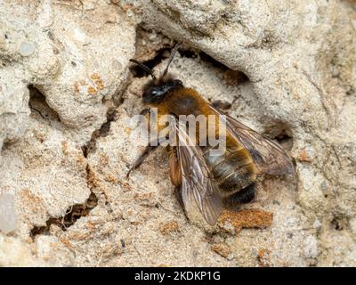 Rote Freimaurerbiene, Solitary Bee, Osmia rufa, Osmia bicornis, ruht auf einer Klippenkolonie Norfolk April Stockfoto