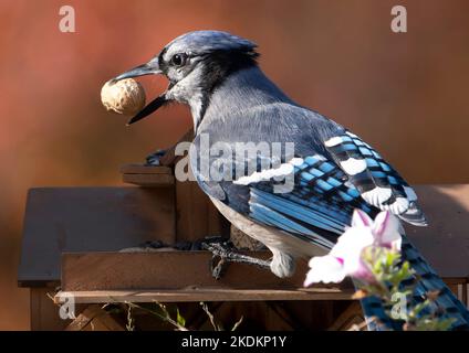 Bluejay findet eine Erdnuss auf dem Deck Stockfoto