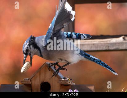 Bluejay findet eine Erdnuss auf dem Deck Stockfoto