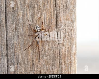 Furchen-Orbis-Weberspinne, Larinioides cornutus Stockfoto