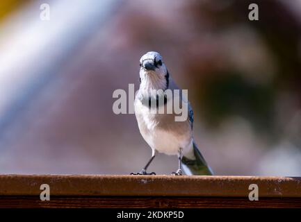 Bluejay allein auf der Terrasse im Hinterhof Stockfoto
