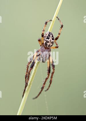 Furchen-Orbis-Weber, Larinioides cornutus, ausgewachsen auf Grashalmen Stockfoto