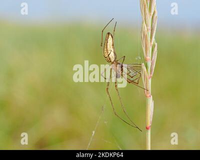 Lang-Kieferweber Spider, Tetragnatha extensa, auf Grashalmen ausgewachsene Beute Norfolk Juni Stockfoto