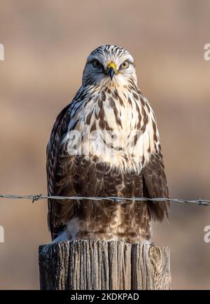 Ein wunderschöner, rauhbeiniger Hawk steht auf seinem Überwinterungsgelände im Hochland von Colorado schön auf einem Zaunpfosten. Stockfoto