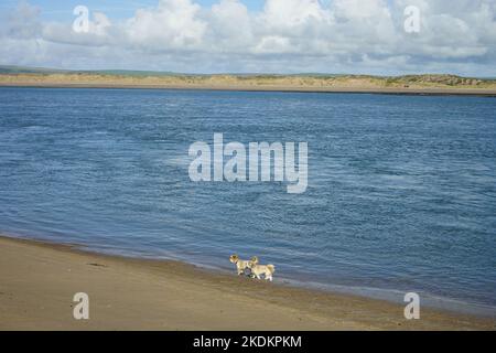 Zwei Hunde am Strand Stockfoto
