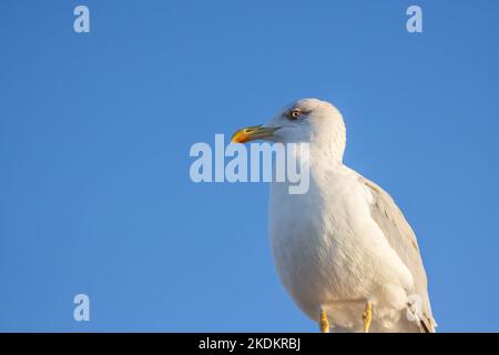 Möwenvögel am blauen Himmel. Stockfoto