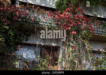 Fassade eines verlassenen Gebäudes in einem Wald mit Efeu, der auf einem Balkon wächst Stockfoto
