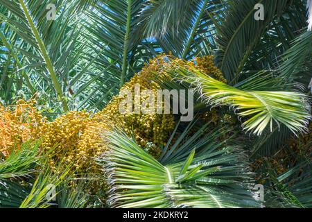 Pindo-Palme (Butia capitata), mit Früchten beladen, auch bekannt als Gelee-Palme. Santa Margherita Ligurien Norditalien. September 2022 Stockfoto