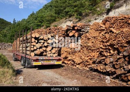 LKW, Anhänger oder LKW mit Holzschnitt, Holz- oder Baumstämmen Stockfoto