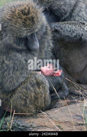 Baby Savanna Baboon mit seiner Mutter (Papio cynocepal), Masai Mara, Kenia, Ostafrika Stockfoto