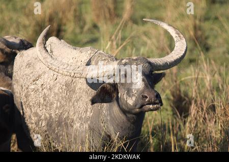 Wilder asiatischer Wasserbüffel (Bubalus arnee), gefährdete Arten, Kaziranga-Nationalpark, Assam, Indien Stockfoto