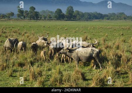 Wilder asiatischer Wasserbüffel (Bubalus arnee), gefährdete Arten, Kaziranga-Nationalpark, Assam, Indien Stockfoto